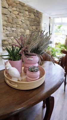 Indoor gift tray of plants