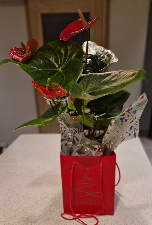 Indoor red anthurium plant in gift bag