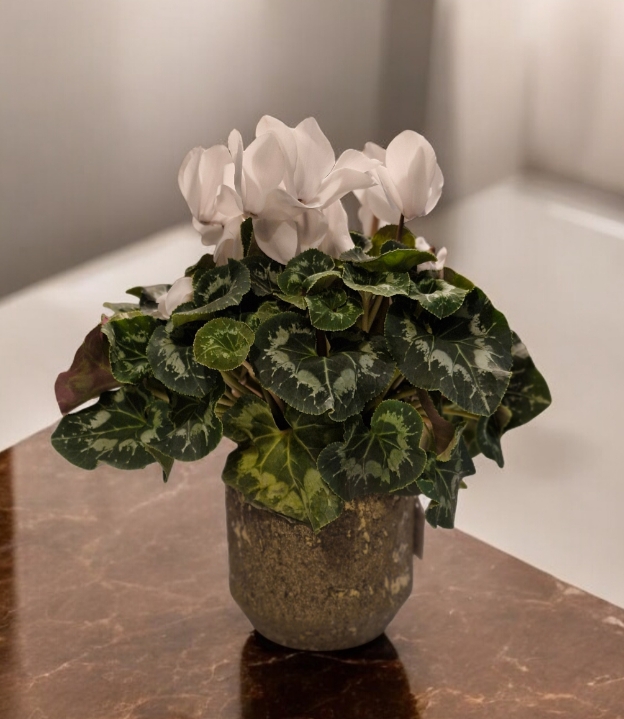 Large white cyclamen in gold shimmer ceramic pot