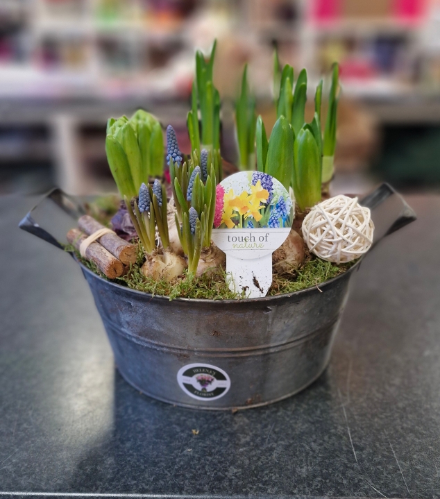 Spring bulb planter