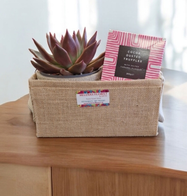 Succulent Plant Gift Set