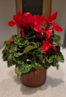 Large red cyclamen in red and gold ceramic pot