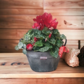 large red cyclamen tin planter