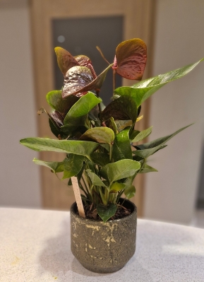 Rich brown indoor anthurium plant with gold shimmer ceramic pot