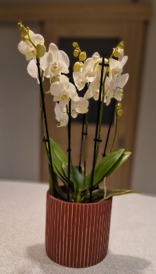 Stunning 5 stem white orchid in ceramic pot